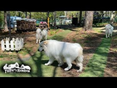 まだまだ現役！若者に混ざって張り切って番犬をするアランです　Great Pyrenees　グレートピレニーズ