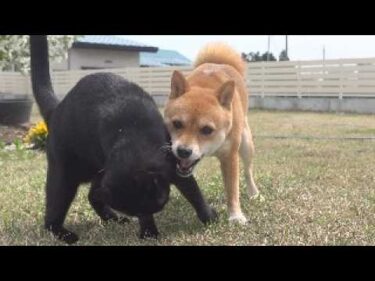 実家の柴犬とお別れしたあと、柴犬と猫の様子がおかしい。。