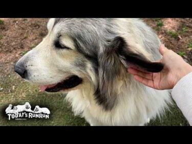 町の家の娘の訪問がとても嬉しかったアランとベルとリリーです　Great Pyrenees　グレートピレニーズ