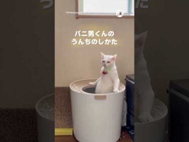 湯船浸かるみたいにトイレする猫｜PECO