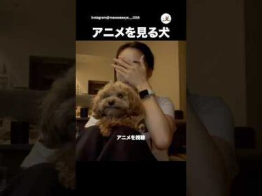 犬が見やすいアニメ＆泣く飼い主｜PECO