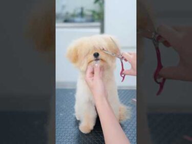 長ーい前髪をカットしたら・・・