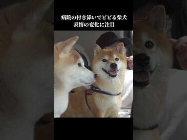 ドライブに行った先が病院⁉️表情がガラッと変わる柴犬 #shibainu #犬のいる暮らし #病院
