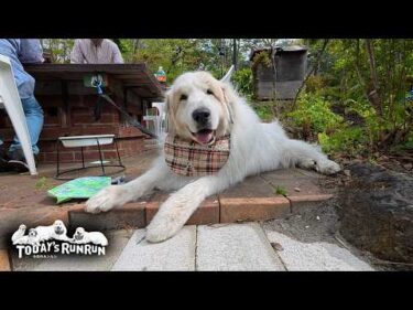 青空の下でピザパーティーを楽しんだアランとベルとリリーです　Great Pyrenees　グレートピレニーズ