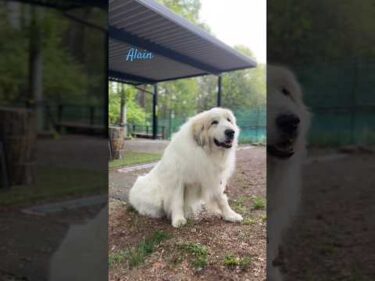 Alain アラン #greatpyrenees #todaysrunrun #グレートピレニーズ #今日のルンルン