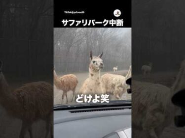 ラマの壁｜PECO