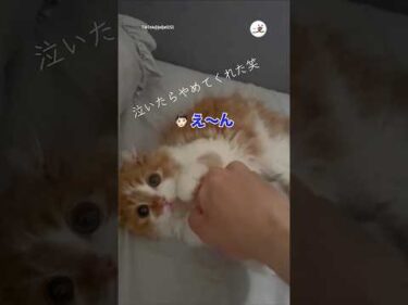 泣いたらやめてくれた笑｜PECO
