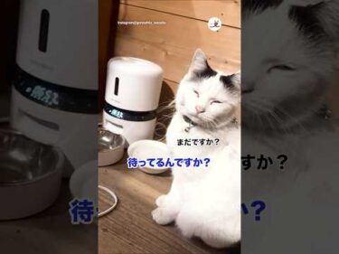 【ラスト注目！】絶対恨んでる顔してる｜PECO