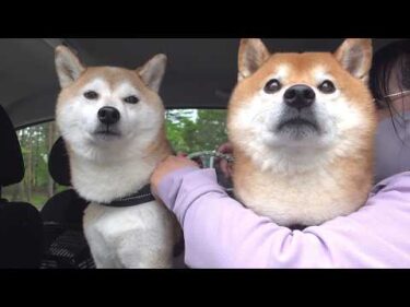 久しぶりに再会した瞬間、柴犬の親分が泣きそうになりました。。
