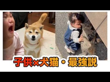 赤ちゃん × 犬猫、世界が優しくなる16選💝
