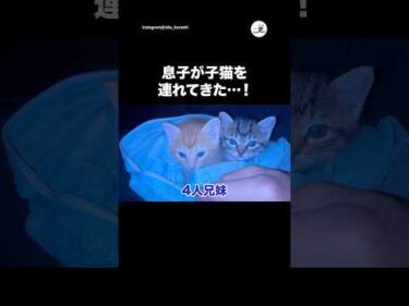 【猫好き一家】息子が子猫を連れてきて…｜PECO