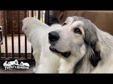 もはやリリーに遠慮無し！どうしても先に散歩へ行きたいベルです　Great Pyrenees　グレートピレニーズ