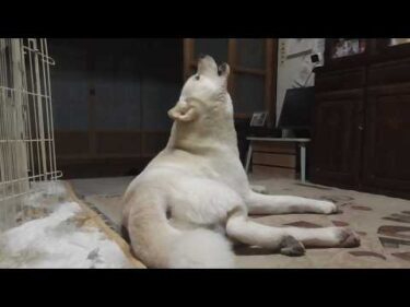 【秋田犬ゆうき】突然起きてみたり鳴いてみたり水を飲んでみたりとベッドで寝るまでが色々と長い【akita dog】
