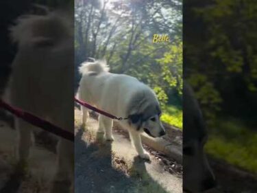 Belle ベル #greatpyrenees #todaysrunrun #グレートピレニーズ #今日のルンルン