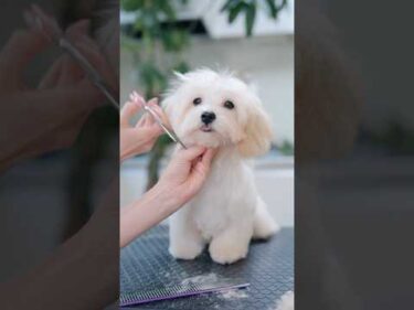 ずっと舌が出てる子犬をトリミングしたら・・・