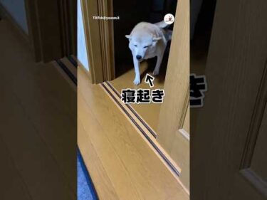 寝ぼけ眼の柴｜PECO