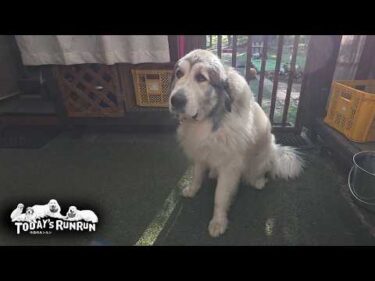 ひとりだけ減量が必要で…神妙な顔をするベルです　Great Pyrenees　グレートピレニーズ