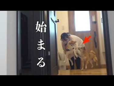実家の柴犬の登場でママが大変なことになりました