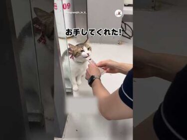 強めのお手してくれる｜PECO