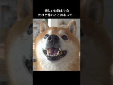 柴犬ハチは危機を察知⁉️ママのところに隠れて… #shibainu #柴犬  #犬のいる生活