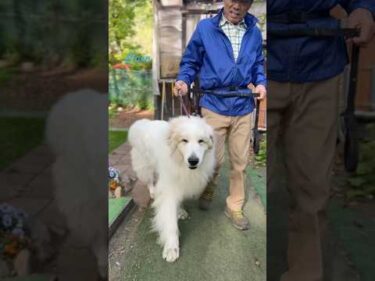 Alain アラン #greatpyrenees #todaysrunrun #グレートピレニーズ #今日のルンルン