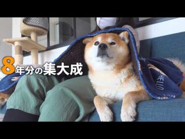 柴犬に話しかけ続けた意味が、やっと分かった気がします。