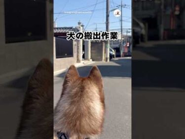 台車で登場したハスキー｜PECO