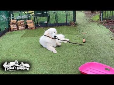 遊んでいたら…うっかり木の枝に捕まったリリーです　Great Pyrenees　グレートピレニーズ