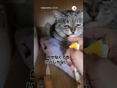 【保護猫】パンチ→おやつがセット｜PECO
