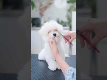 綿菓子みたいな子犬のお目目が見えたら・・・
