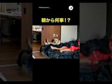 朝から何事！？｜PECO