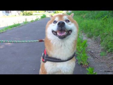 危険なので散歩ルートを変更しました。