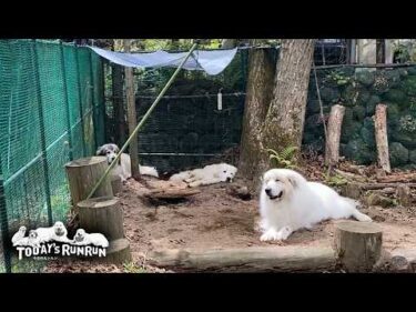 陽気が良くて秘密基地に入り浸っているアランとベルとリリーです　Great Pyrenees　グレートピレニーズ