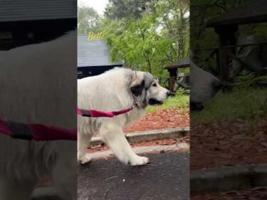 Belle ベル #greatpyrenees #todaysrunrun #グレートピレニーズ #今日のルンルン