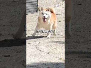 16歳の柴犬さん、飼い主さんを見つけると…｜PECO