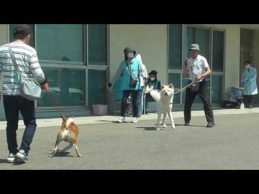 【秋田犬ゆうき】半分はドライブ気分♪今年の狂犬病予防接種は新しい会場で受けて来ました【akita dog】