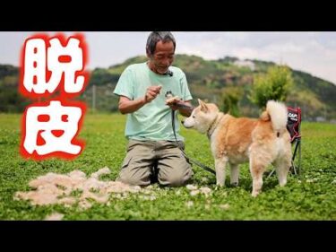 【柴犬】ブラッシングしてるだけの動画