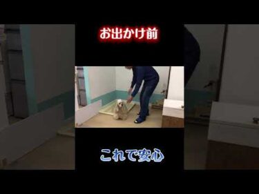 犬と出かける前にこれだけはやっておきたいこと【犬のしつけ】