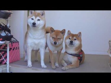 明日から柴犬に会えないので急遽実家へ。