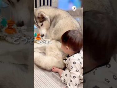 ハスキーのモフモフが気になる赤ちゃん｜PECO