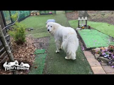 終わらない戦い！ソファーを守るお父さんと挑み続けるリリーです　Great Pyrenees　グレートピレニーズ
