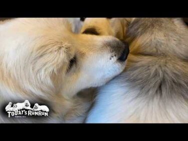 朝のお父さんのお迎えで朝から大渋滞するアランとベルとリリーです　Great Pyrenees　グレートピレニーズ