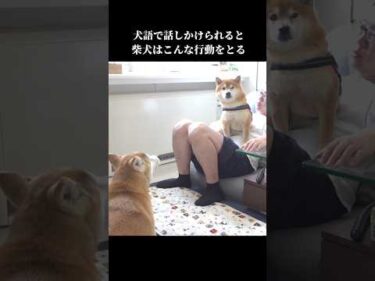 柴犬は犬語で話しかけられると、面白い態度をとってしまう #shibainu #かわいい #犬のいる暮らし