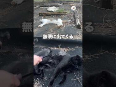 黒猫さんから無限に白い毛が出てくる｜PECO