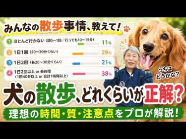その散歩、足りてる？357人のアンケート結果をもとにプロが解説【犬のしつけ】