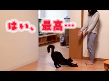 憧れの犬猫生活ってこんな感じ……合計21家族
