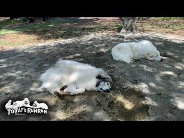 朝から晩までずっと一緒のベルとリリーです　Great Pyrenees　グレートピレニーズ