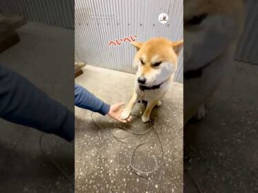 態度と顔に出過ぎ柴犬｜PECO