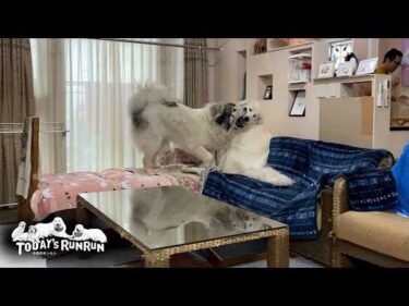 朝飯前にリリーを少しばかり懲らしめるのが日課のベルです　Great Pyrenees　グレートピレニーズ