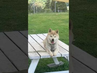 とっつぁんⅡ